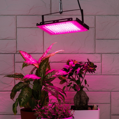 Фитопрожектор для растений светодиодный ЭРА FITO-80W-RB-LED-Y красно-синего спектра Б0053082